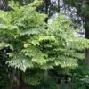 Aralia Elata Golden Umbrella - Angélique En Arbre -MAO PLANTES Magasin Aralia elata Aureovariegata 81414 1