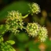 Aralia Nudicaulis - Aralie à Tige Nue -MAO PLANTES Magasin Aralia nudicaulis 87128 1