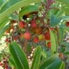 Arbutus Andrachne - Arbousier De Chypre -MAO PLANTES Magasin Arbutus andrachne 83945 1