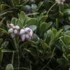 Arctostaphylos Uva-ursi - Raisin D'ours -MAO PLANTES Magasin Arctostaphylos uva 83946 1
