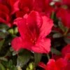 Azalée Hybride ENCORE Autumn Fire 2 Azalée Hybride ENCORE Autumn Fire -MAO PLANTES Magasin Azalea Encore Autumn Fire 88765 1