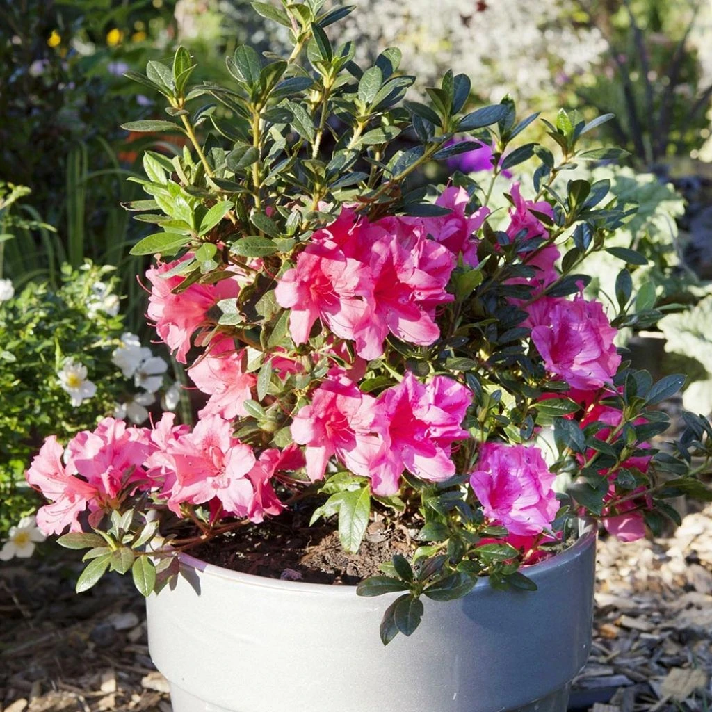 Azalée Hybride ENCORE® Carnival 3 Azalée Hybride ENCORE® Carnival