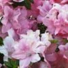 Azalée Hybride ENCORE® Debutante -MAO PLANTES Magasin Azalea Encore Debutante 88769 1