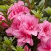 Azalée Hybride ENCORE® Empress -MAO PLANTES Magasin Azalea Encore Empress 88771 1
