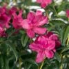 Azalée Hybride ENCORE® Jewel -MAO PLANTES Magasin Azalea Encore Jewel 88773 1