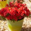 Azalée Hybride ENCORE® Sunset -MAO PLANTES Magasin Azalea Encore Sunset 88780 1