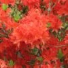 Azalée De Chine Koster's Brilliant Red - Azalea Mollis -MAO PLANTES Magasin Azalea de Chine Brilliant Red 84817 1