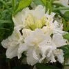 Azalée De Chine White Frills - Azalea Mollis -MAO PLANTES Magasin Azalea de Chine White Frills 84827 1