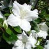 Azalée Japonaise Dorothy Heiden 2 Azalée Japonaise Dorothy Heiden -MAO PLANTES Magasin Azalea japonica Dorothy Heiden 1004082 1