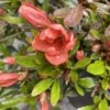 Azalée Couvre-sol Pink Cascade - Azalea Nakaharae 2 Azalée Couvre-sol Pink Cascade - Azalea Nakaharae -MAO PLANTES Magasin Azalee couvre sol Pink Cascade Azalea nakaharae IF 16224 1