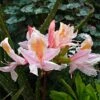 Azalée De Chine Delicatissima - Rhododendron (x) Occidentale -MAO PLANTES Magasin Azalee de Chine Delicatissima 84823 1