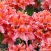 Azalée De Chine Demoiselles De Boutiguery Aurora - Rhododendron Hybride 2 Azalée De Chine Demoiselles De Boutiguery Aurora - Rhododendron Hybride -MAO PLANTES Magasin Azalee de Chine Demoiselles de Boutiguery Aurora Rhododendron hybride IF 18438 1