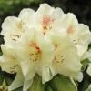 Azalée De Chine Harvest Moon - Azalea Mollis -MAO PLANTES Magasin Azalee de Chine Harvest Moon 84816 1