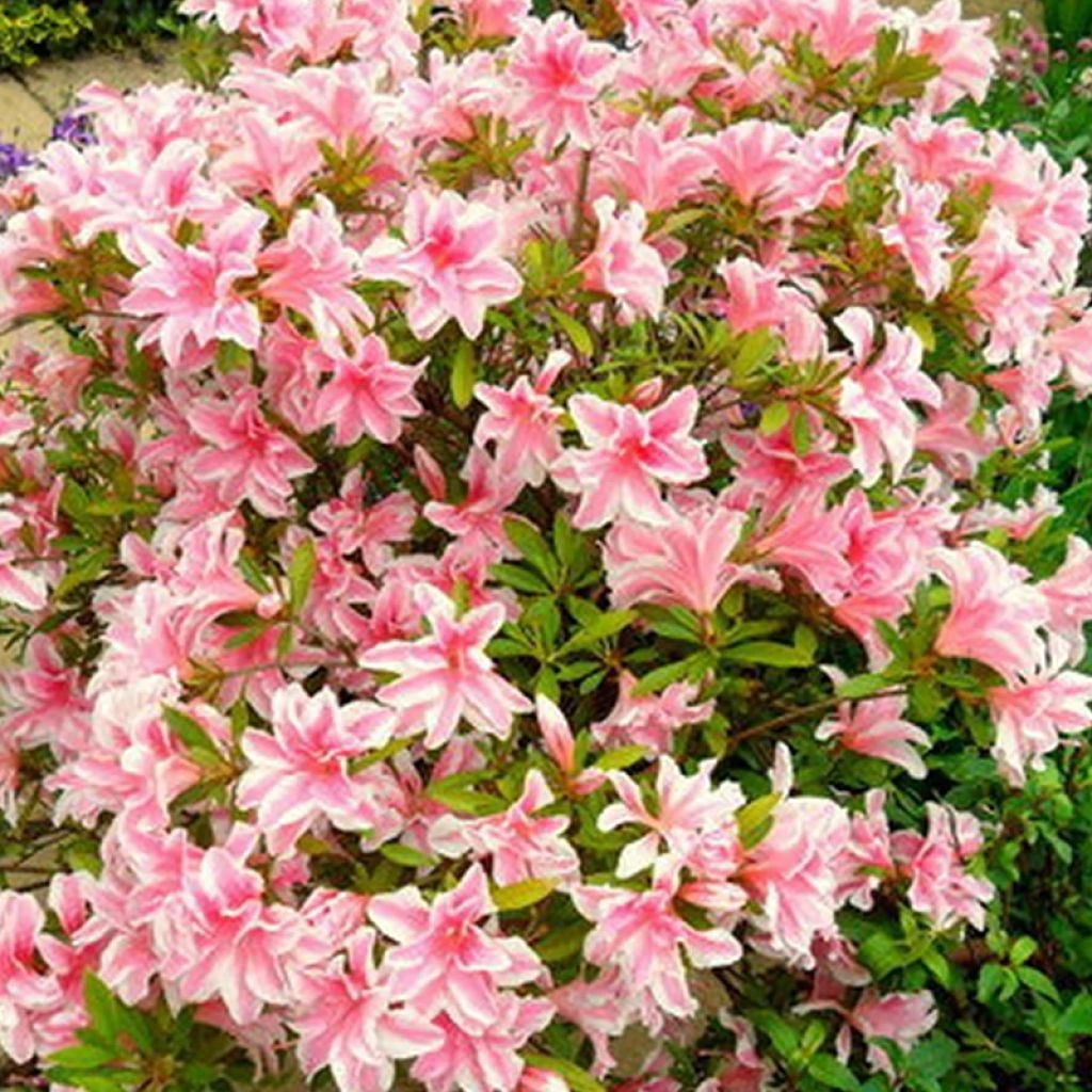 Azalée Japonaise Melle - Rhododendron Hybride 3 Azalée Japonaise Melle - Rhododendron Hybride