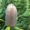 Banksia Serrata -MAO PLANTES Magasin Banksia serrata IF 16629 1