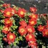 Rosier Bee's Paradise Light Red -MAO PLANTES Magasin Bees Paradise Light Red 167202 1