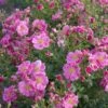 Rosier Bees Paradise Pink -MAO PLANTES Magasin Bees Paradise Pink 167212 1