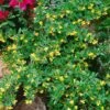 Berberis Hybrido-gagnepainii Chenaultii - Épine-vinette -MAO PLANTES Magasin Berberis Gagnepainii Chenaultii 87959 1