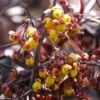 Berberis Thunderbolt® - Epine-vinette 1 Berberis Thunderbolt® - Epine-vinette -MAO PLANTES Magasin Berberis Thunderbolt 85469 1