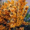 Berberis Linearifolia Orange King - Epine-vinette -MAO PLANTES Magasin Berberis linearifolia Orange King Epine vinette 83955 1