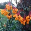 Berberis Lologensis Apricot Queen - Epine-vinette. -MAO PLANTES Magasin Berberis lologensis Apricot Queen 83956 1