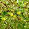 Berberis Media Parkjuweel - Épine Vinette -MAO PLANTES Magasin Berberis media Parkjuweel 871932 1