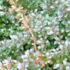 Berberis Media Red Jewel - Epine-vinette 1 Berberis Media Red Jewel - Epine-vinette -MAO PLANTES Magasin Berberis media Red Jewel 781561 2