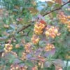 Berberis Ottawensis Auricoma - Epine-vinette. -MAO PLANTES Magasin Berberis ottawensis Auricoma 83957 1