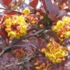 Berberis Ottawensis Superba - Epine-vinette -MAO PLANTES Magasin Berberis ottawensis Superba 83958 1