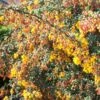 Berberis Stenophylla Corallina Compacta -MAO PLANTES Magasin Berberis stenophylla Corallina Compacta 84617 1