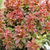 Berberis Thunbergii Admiration -MAO PLANTES Magasin Berberis thunbergii Admiration 781562 1