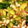 Berberis Thunbergii Limoncello - Epine-vinette -MAO PLANTES Magasin Berberis thunbergii Limoncello 87377 1