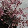 Berberis Thunbergii Rosy Glow 2 Berberis Thunbergii Rosy Glow -MAO PLANTES Magasin Berberis thunbergii Rosy glow 7516 1