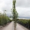 Betula Pendula Fastigiata - Bouleau Fastigié -MAO PLANTES Magasin Betula pendula Fastigiata 83968 1