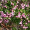 Boronia Crenulata Shark Bay - Boronie à Feuilles Crénelées -MAO PLANTES Magasin Boronia crenulata Shark Bay 100406 1
