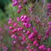 Boronia Heterophylla - Boronie à Feuillage Varié. -MAO PLANTES Magasin Boronia heterophylla 83395 1