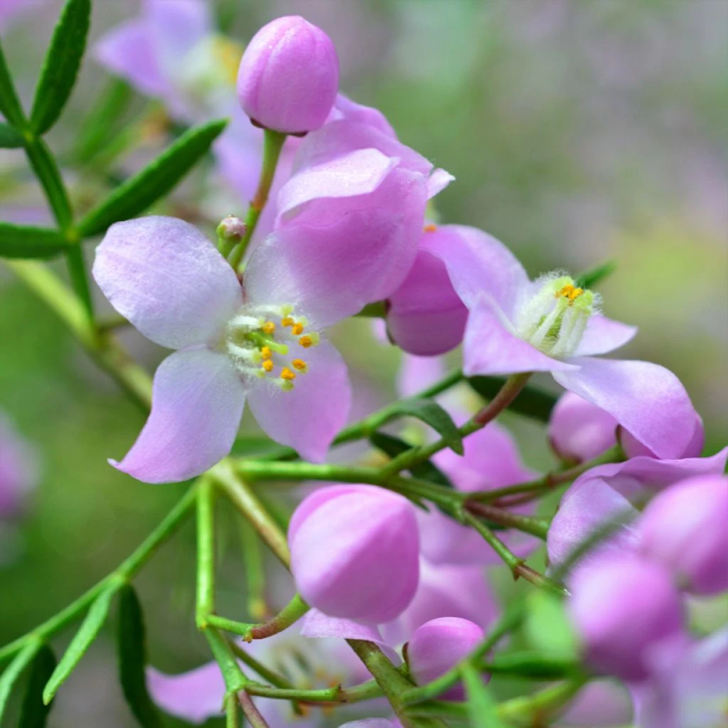 Boronia Pinnata Var. Muelleri - Boronie Forestière 3 Boronia Pinnata Var. Muelleri - Boronie Forestière