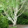 Bouleau Blanc De L'Himalaya - Betula Utilis Var. Jacquemontii 'Doorenbos' -MAO PLANTES Magasin Bouleau blanc de lHimalaya 0533003 1