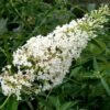 Buddleia Davidii Nanho White - Arbre Aux Papillons Nain -MAO PLANTES Magasin Buddleia davidii Nanho White 87570 1