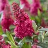Buddleja Davidii Butterfly Candy Little Ruby - Arbre Aux Papillons Nain 1 Buddleja Davidii Butterfly Candy Little Ruby - Arbre Aux Papillons Nain -MAO PLANTES Magasin Buddleja Butterfly Candy Little Ruby copyright 17556 1