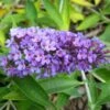 Buddleja Flutterby Peace - Arbre Aux Papillons 2 Buddleja Flutterby Peace - Arbre Aux Papillons -MAO PLANTES Magasin Buddleja Flutterby Peace 100415 1