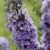 Buddleja High Five Purple - Arbre Aux Papillons 2 Buddleja High Five Purple - Arbre Aux Papillons -MAO PLANTES Magasin Buddleja High Five Purple 85762 1