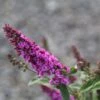 Buddleja Pink Micro Chip - Arbre Aux Papillons Nain