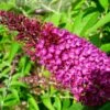 Buddleja Davidii Sugar Plum - Arbre Aux Papillons -MAO PLANTES Magasin Buddleja davidii Sugar Plum 83973 1