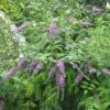 Buddleja Lindleyana - Arbre Aux Papillons De Lindley -MAO PLANTES Magasin Buddleja lindleyana 83974 1