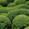 Buis - Buxus Microphylla Faulkner 1 Buis - Buxus Microphylla Faulkner -MAO PLANTES Magasin Buxus microphylla Faulkner 84797 1