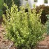 Buxus Sempervirens Golden Dream - Buis Commun 1 Buxus Sempervirens Golden Dream - Buis Commun -MAO PLANTES Magasin Buxus sempervirens Golden Dream 100392 1