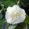 Camélia D'automne - Camellia Sasanqua Waterfall White 2 Camélia D'automne - Camellia Sasanqua Waterfall White -MAO PLANTES Magasin CAMELIA SASANQUA WATERFALL WHITE 4 5L 153451 1