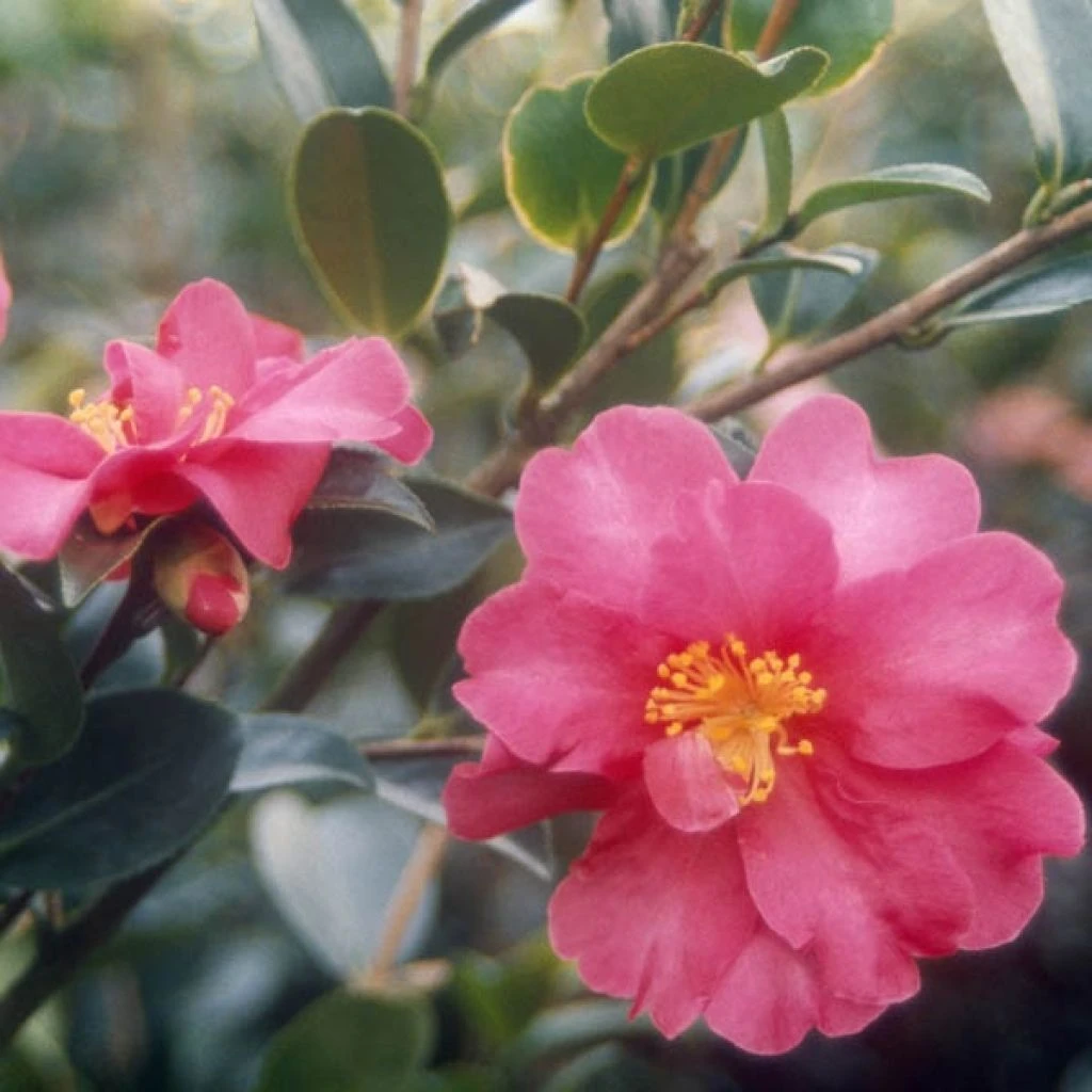 Camélia D'automne - Camellia Sasanqua Kanjiro 3 Camélia D'automne - Camellia Sasanqua Kanjiro