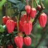 Crinodendron Hookerianum - Arbre Aux Lanternes -MAO PLANTES Magasin CRINODENDRON HOOKERIANUM 781681 1